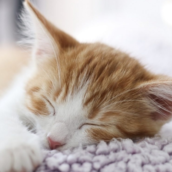 Meet your Posher, Jade! Welcome to My Poshmark Closet... - Picture 1 of 1